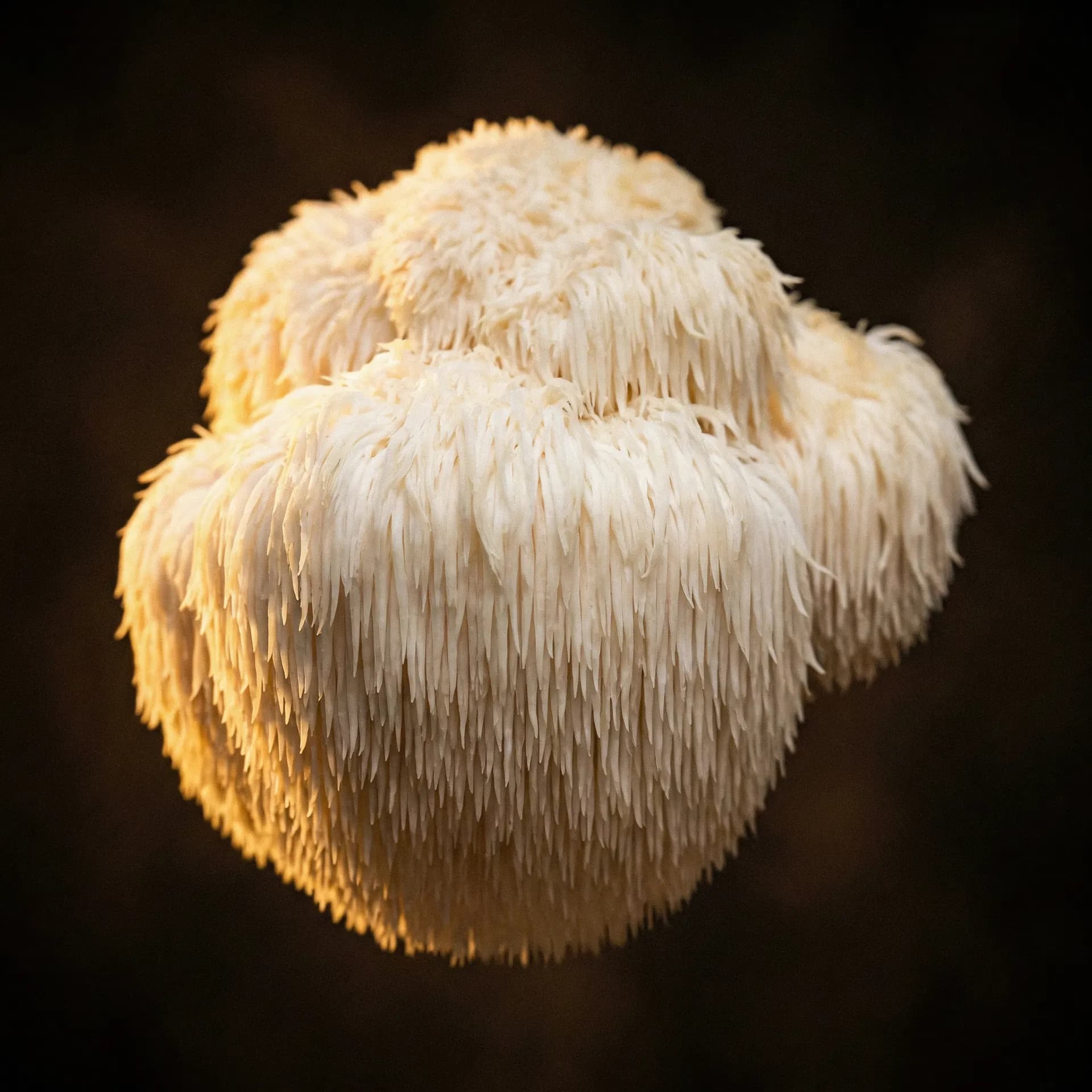 Lion's Mane