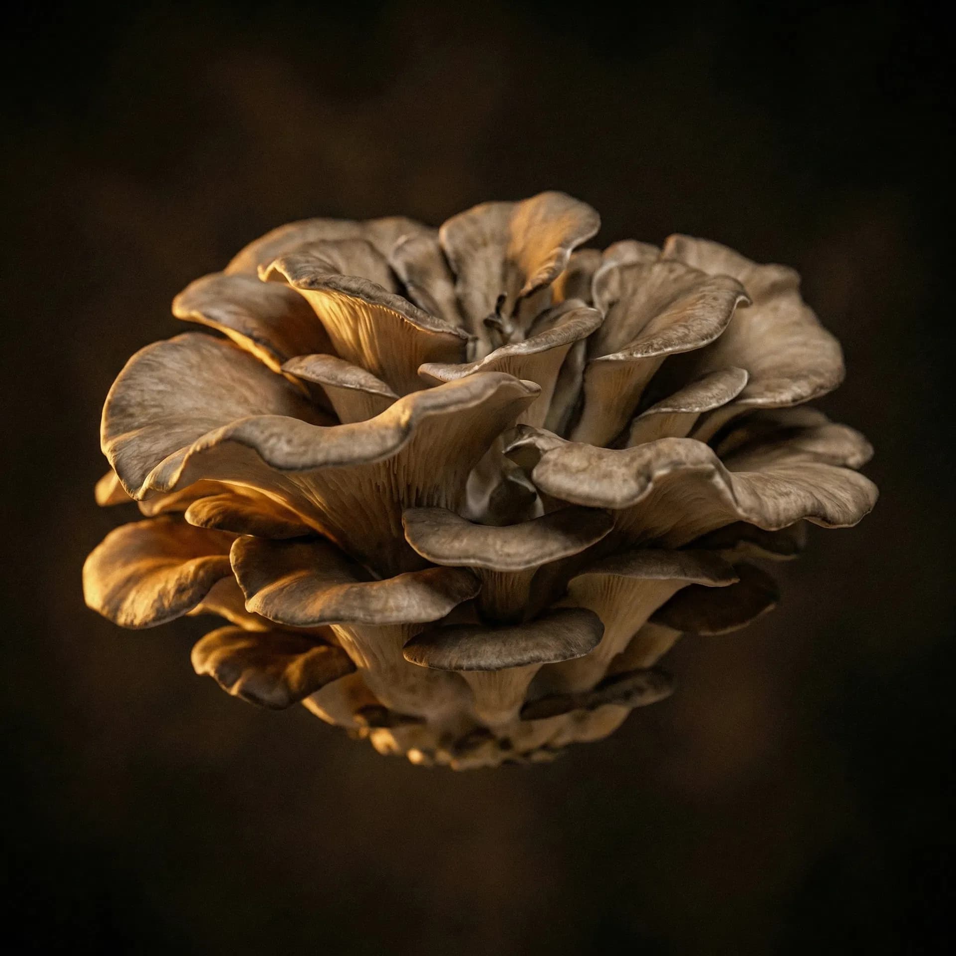 Maitake