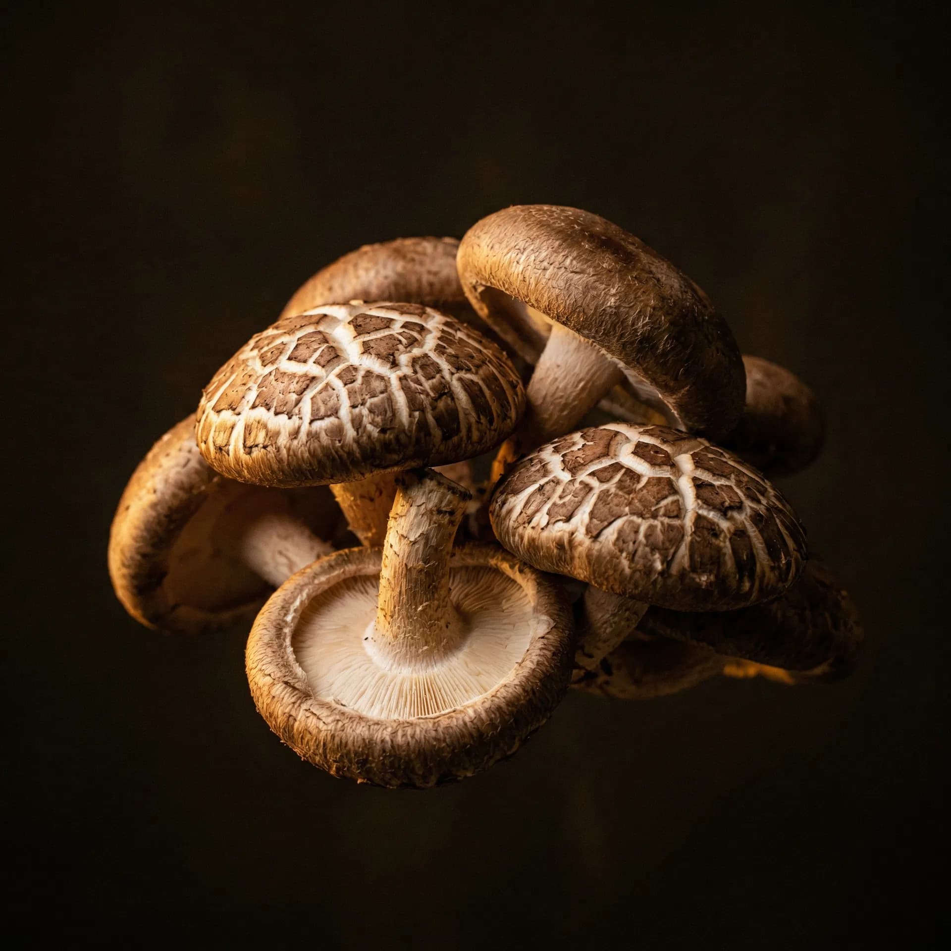 Shiitake